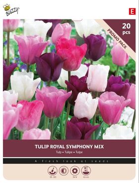 Tulpenzwiebeln 'Royal Symphony' 20st