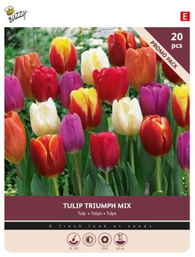 Tulpen Zwiebeln Triuph Mix