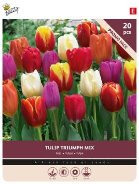 Tulpenzwiebeln 'Triumph Mix' 20st.