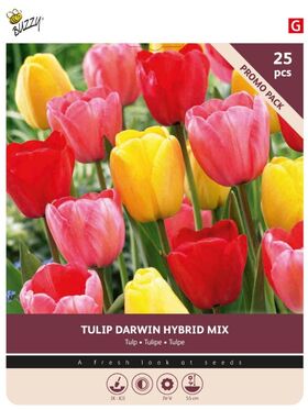 Tulpenzwiebeln 'Darwin Mischung' 25st.