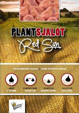 Plantsjalotten Red Sun 250gr
