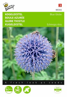 Kugeldistel Blau