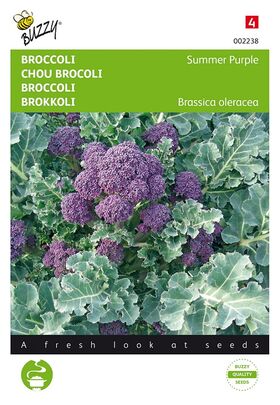 Brokkoli Summer Purple