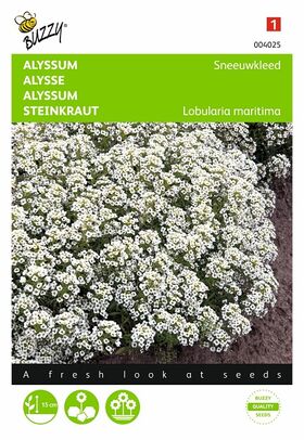 Blumensamen des Alyssum Schneeteppich