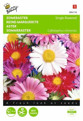 Margueriten Astern blumensamen