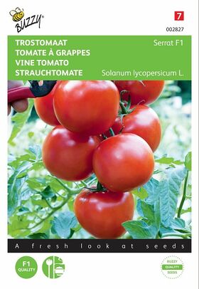 Strauchtomate Samen Serrat F1 hybride