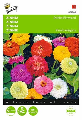 Zinnie Dahlia Blume Blumensamen Mischung