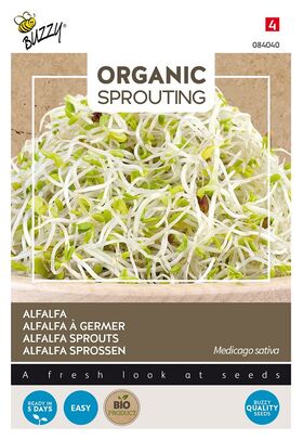 Biologisches Alfalfa Sprossengemüse