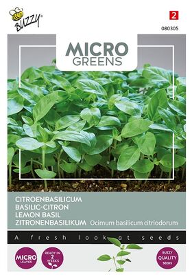 Microgreens Zitronenbasilikum