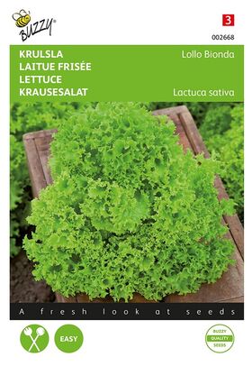 Kraus- oder Pflücksalat ‘Lollo Bionda‘