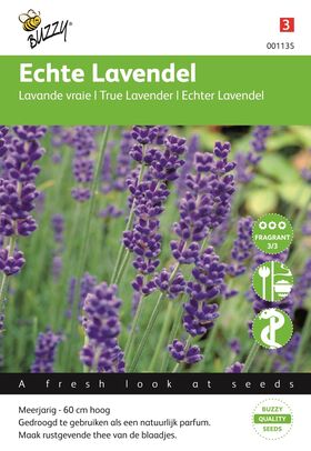 Echter Lavendel