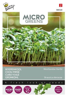 Microgreens Grünkohl