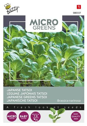 Microgreens Japanischer Tatsoi