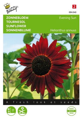 Sonnenblume Braun/Rot