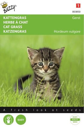 Katzengras