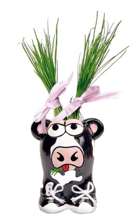 Munakuppi Kuh mit Haare von Gras