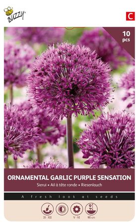 Allium Zwiebel 'Violette Sensation'
