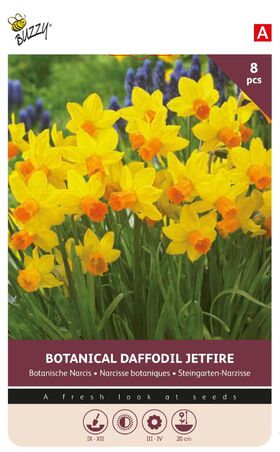 Blumenzwiebeln der Narzisse 'Jetfire'