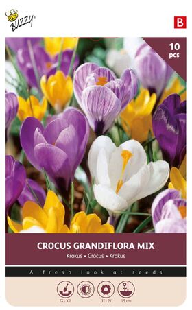 Krokus Zwiebeln Grandiflora-Mischung