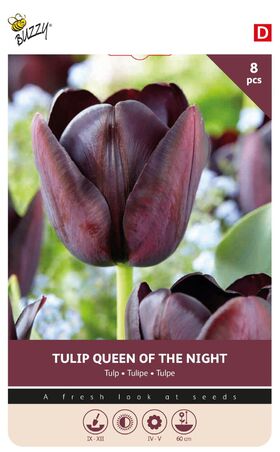 Tulpe Cottage Queen Of Night
