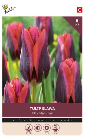 Tulpen Zwiebeln Paars Slawa