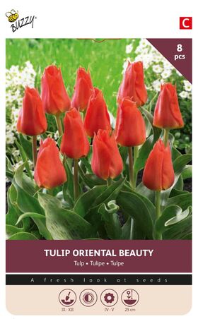 Tulpen Zwiebeln Rod Riding Hood