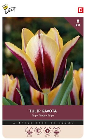 Tulpenzwiebeln 'Gavota' 8st.