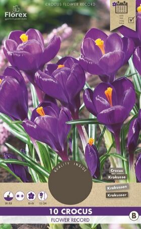 Crocus Bloembollen Paars Flower Record