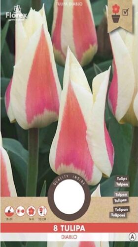 Miscellaneous Johann Strauss Tulip
