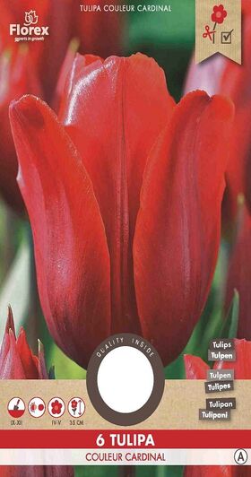 Tulpen bloembollen Rood Couleur Cardinal